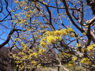 サンシュユが咲いています