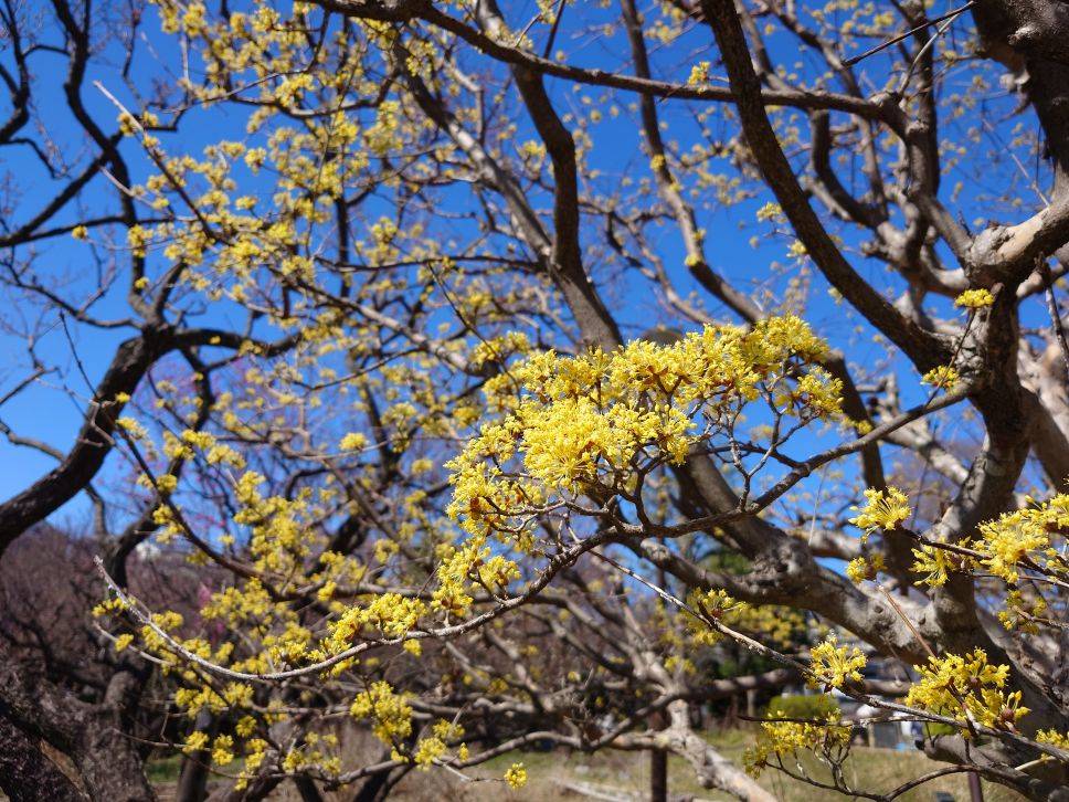 サンシュユが咲いていますの写真