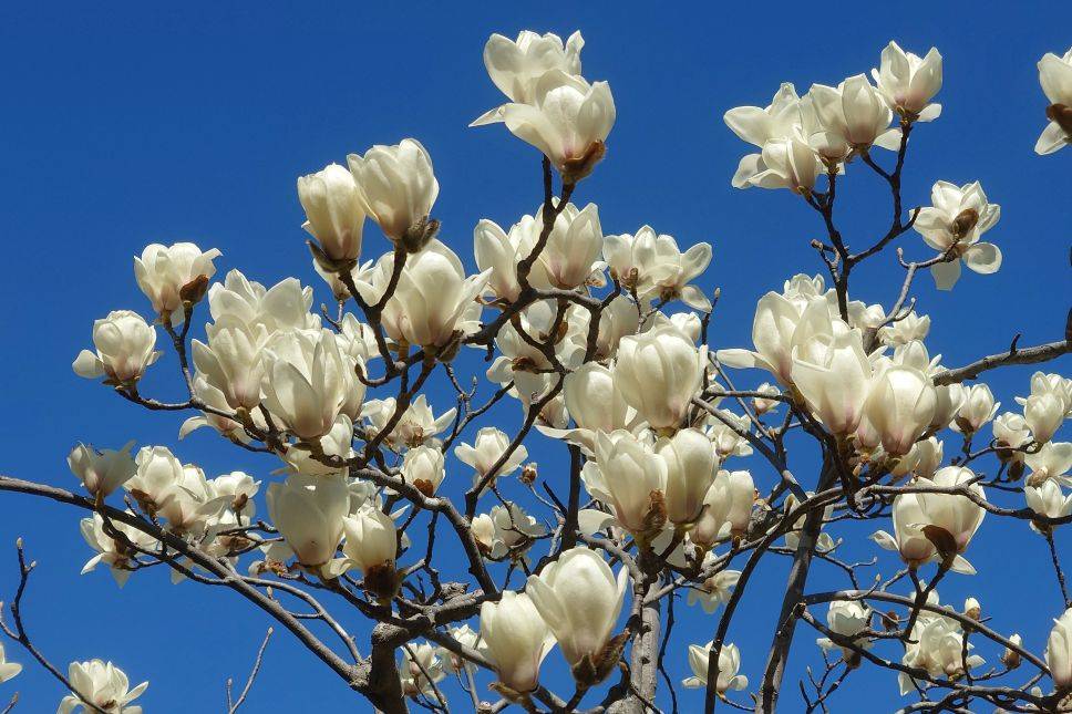 ハクモクレン咲き始めていますの写真