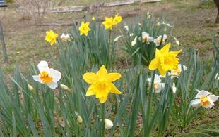 ラッパスイセンが咲いています