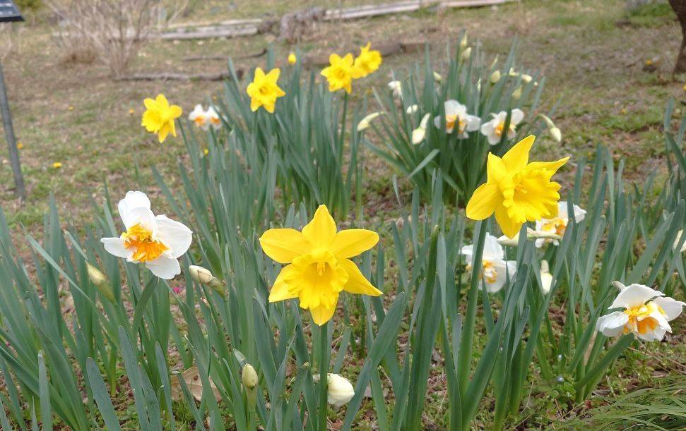 ラッパスイセンが咲いていますの写真