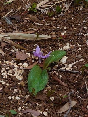 カタクリが咲いています