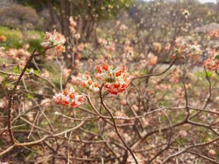 ミツマタのお花が咲いています