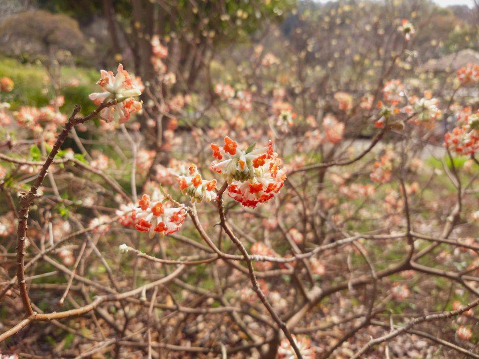 ミツマタのお花が咲いていますの写真