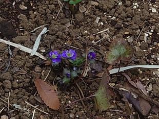 ユキワリソウが咲いています