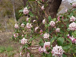 ジンチョウゲが咲いています