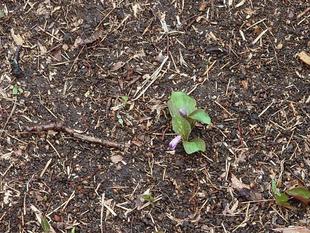 カタクリのつぼみがでてきました