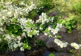 サワフタギの花が咲いています