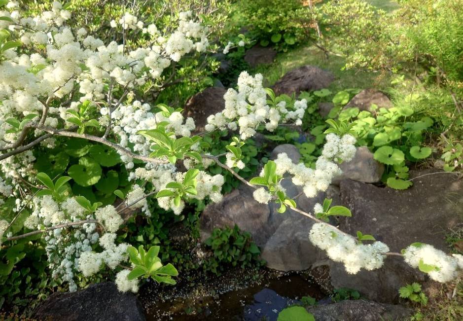 サワフタギの花が咲いていますの写真