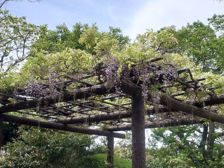 フジが咲いていますの写真