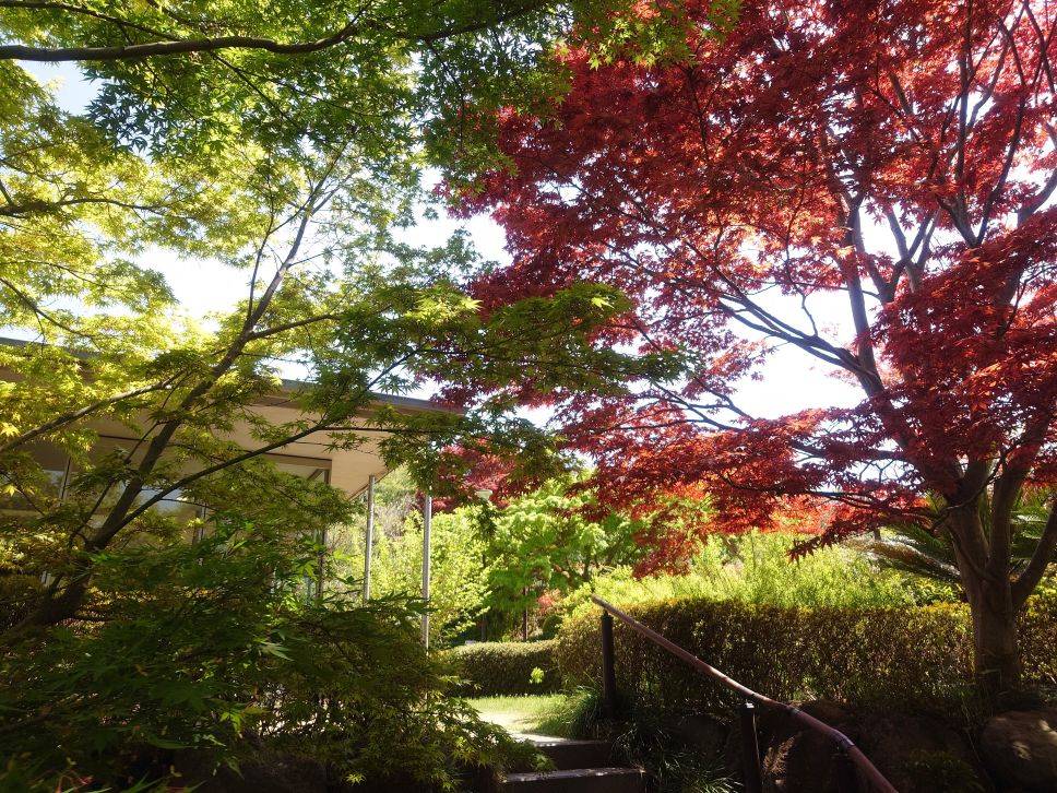 春のモミジも綺麗ですの写真