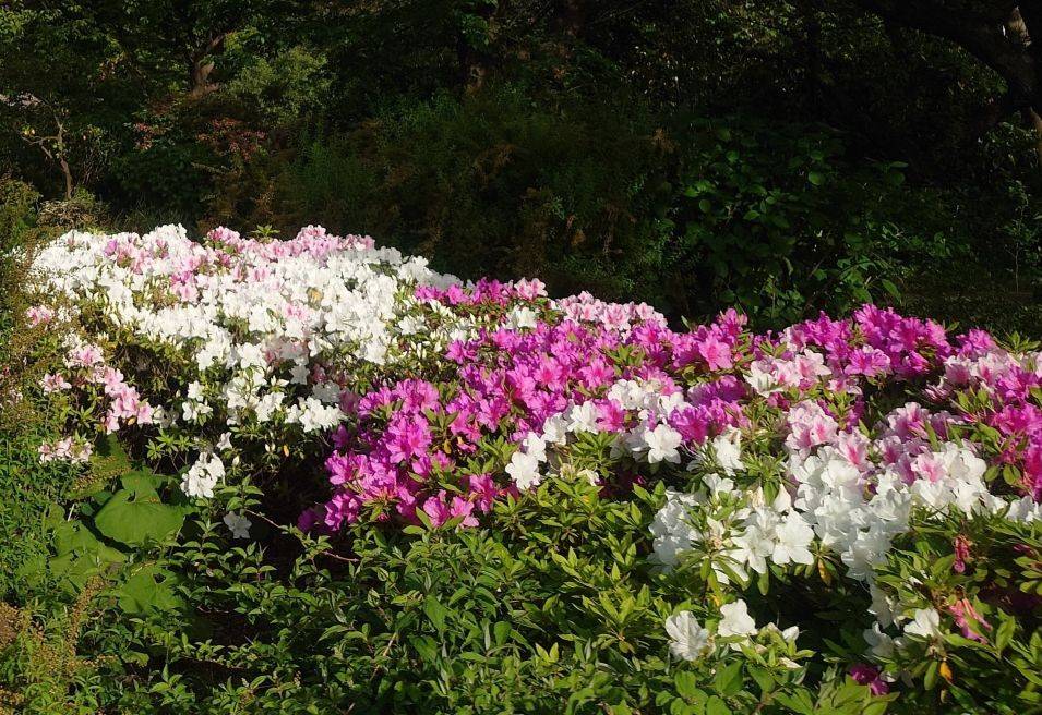 オオムラサキツツジが咲いていますの写真