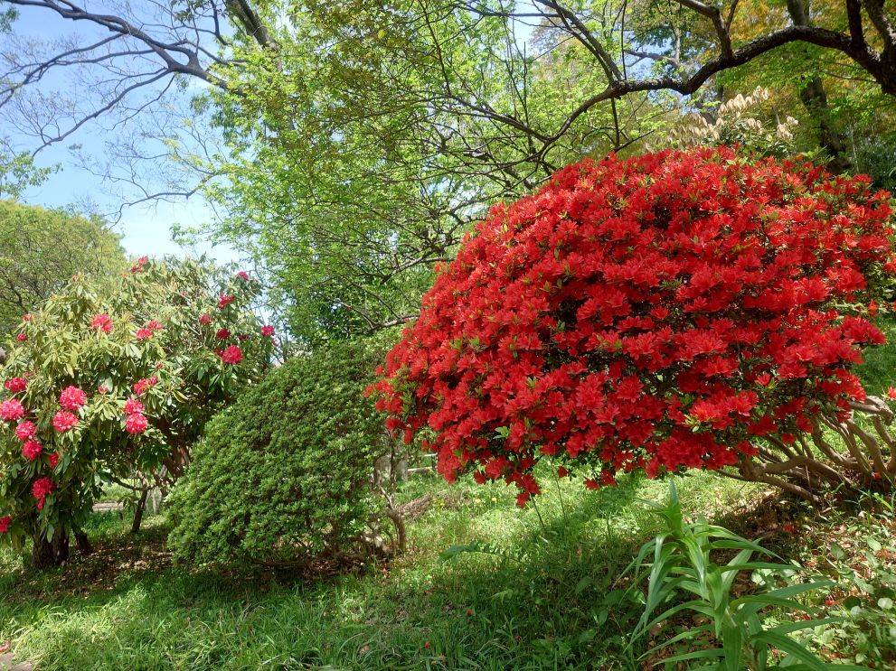 ツツジが咲き始めていますの写真