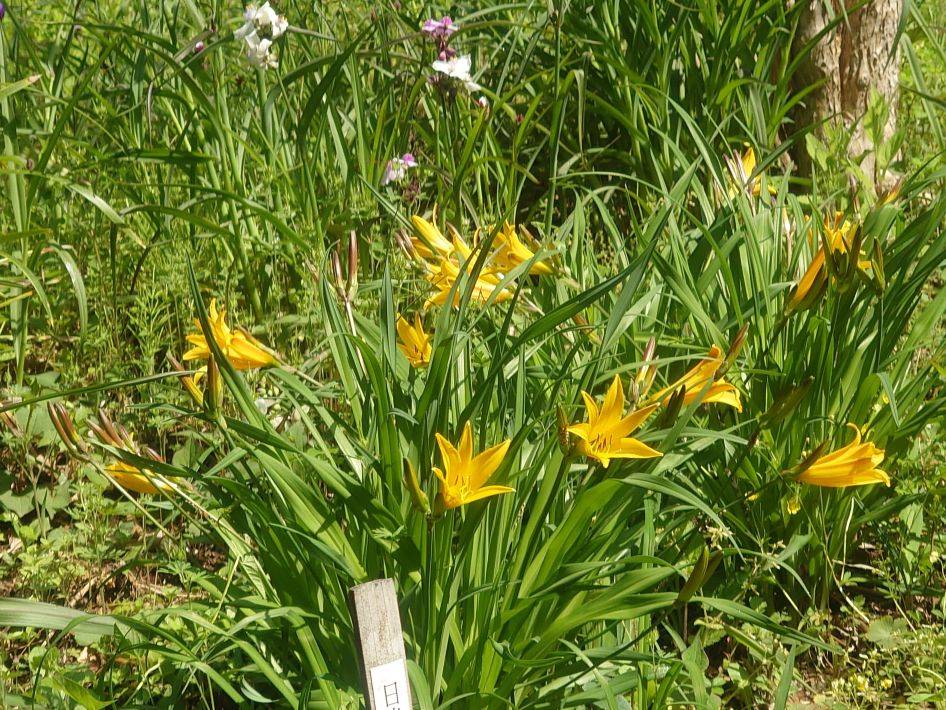 ニッコウキスゲが咲き始めましたの写真