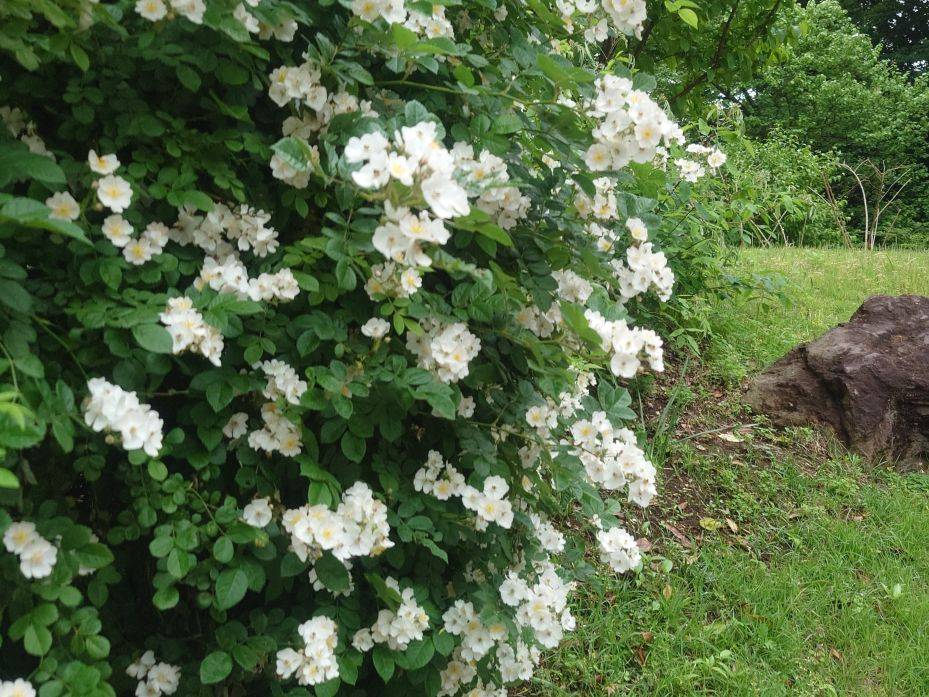 ノバラが咲いていますの写真