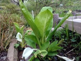 ミズバショウが咲いています