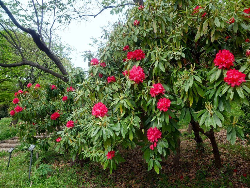 シャクナゲが咲いていますの写真