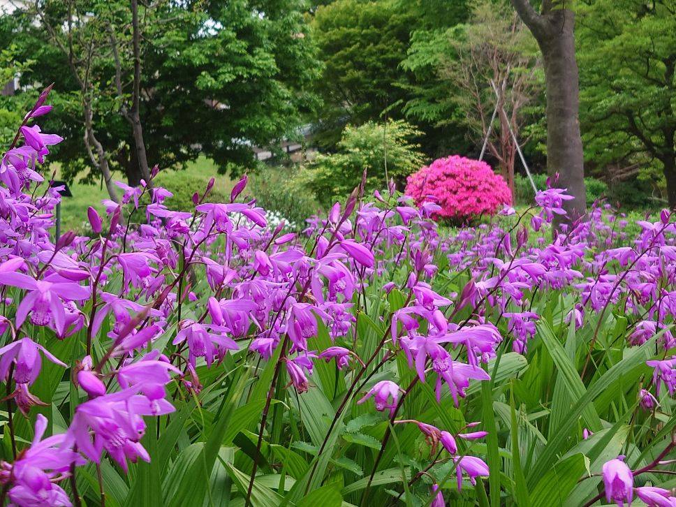 シランが咲いていますの写真