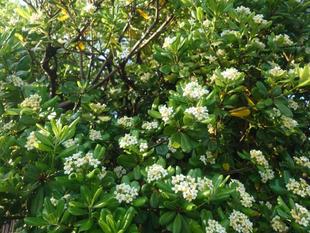 トベラの花が咲いています