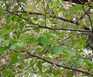 桜開花情報【令和８年４月10日号】