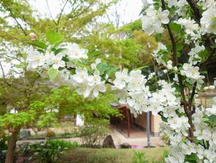 ヒメリンゴが満開です