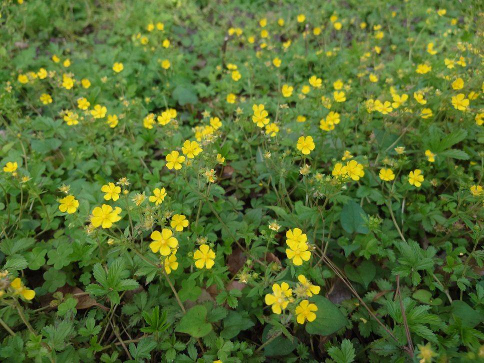 オヘビイチゴがきれいですの写真