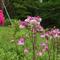 オダマキが咲いていますの画像