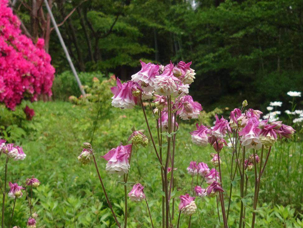 オダマキが咲いていますの写真