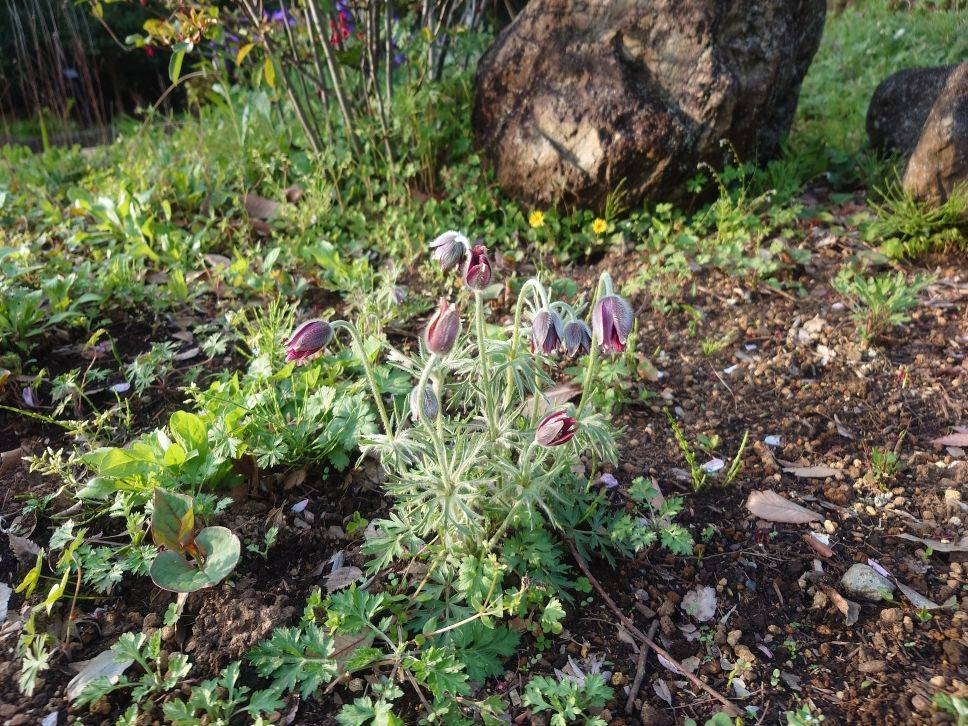 オキナグサが咲いていますの写真