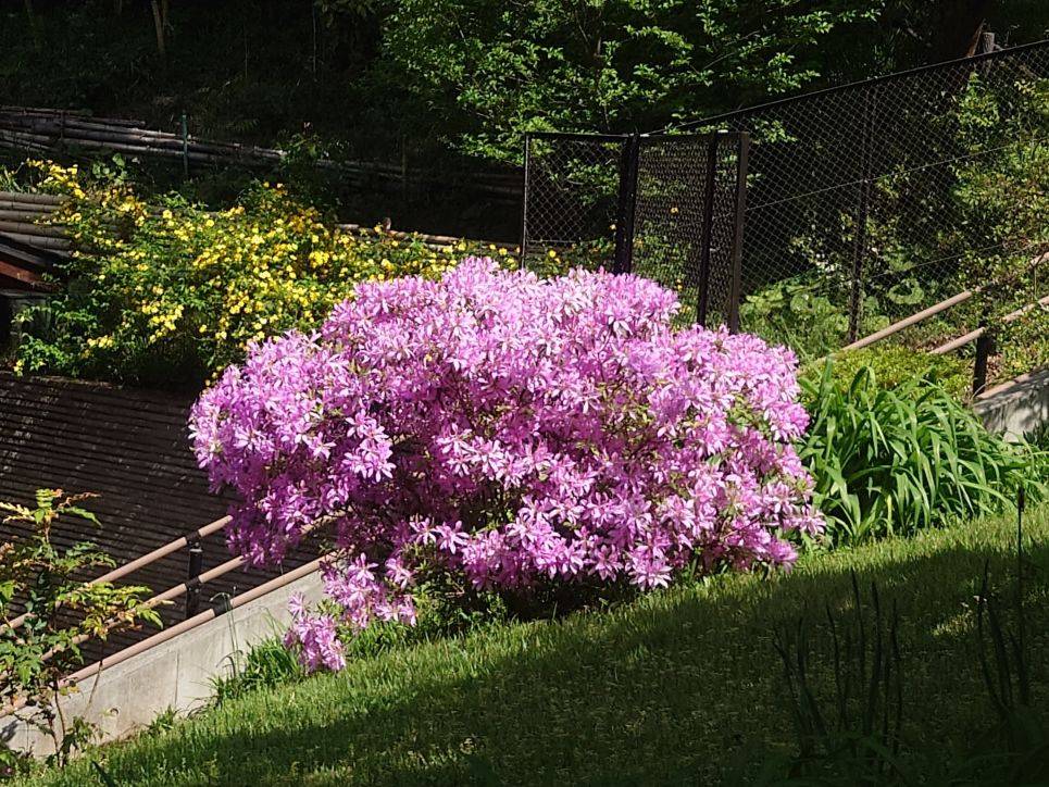 モチツツジがきれいですの写真