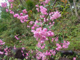 ハナカイドウが咲いています