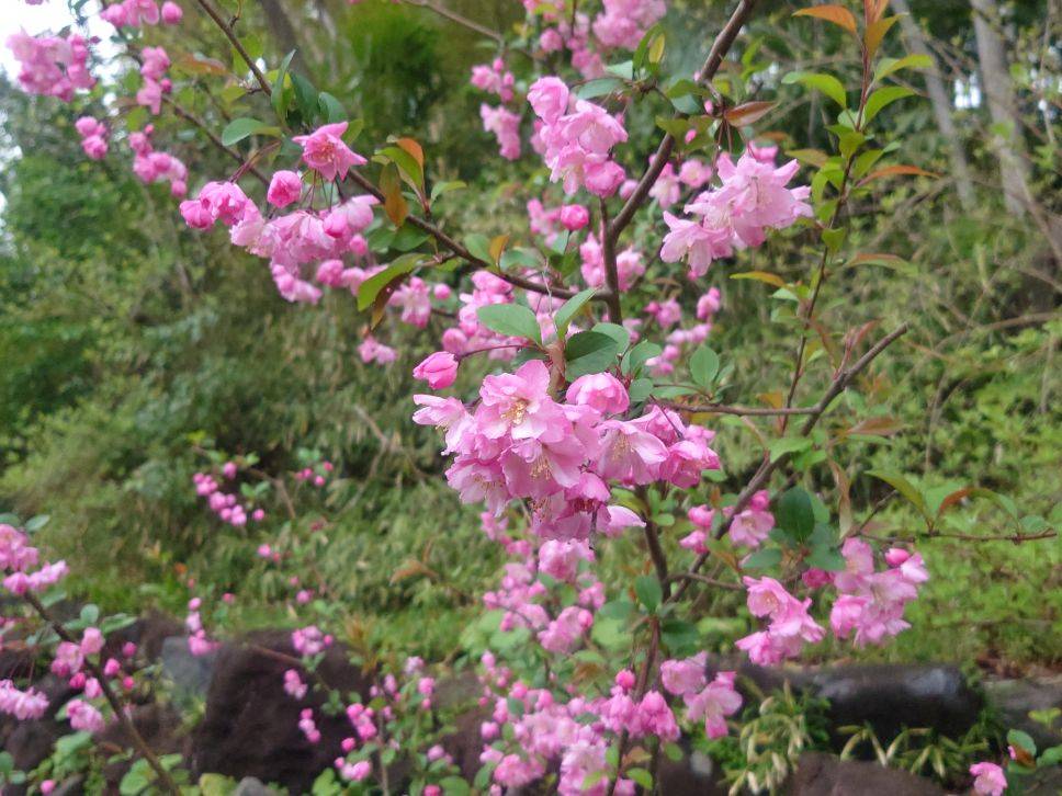 ハナカイドウが咲いていますの写真