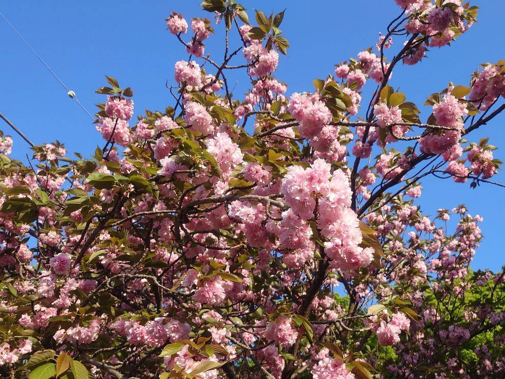 サトザクラが咲いていますの写真