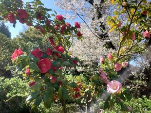 絞り模様のツバキが咲いています