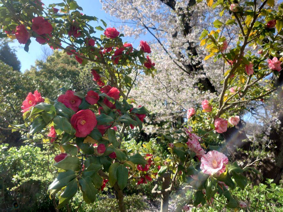 絞り模様のツバキが咲いていますの写真