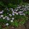 ミヤコワスレが咲いていますの画像
