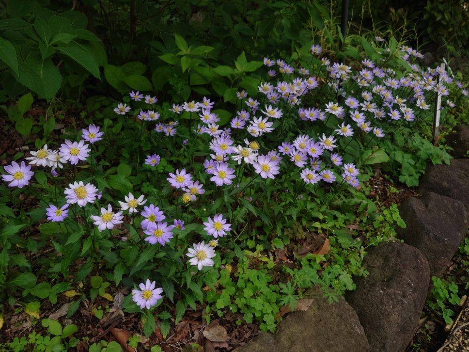 ミヤコワスレが咲いていますの写真