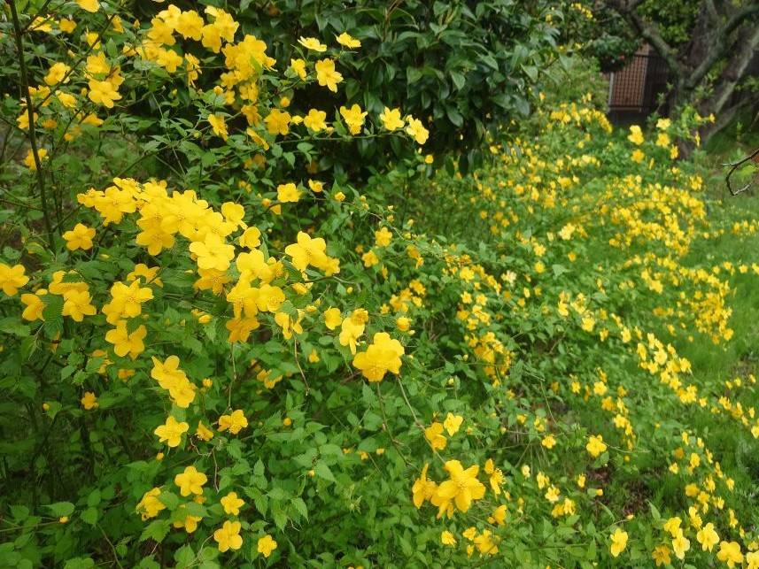 ヤマブキが咲いていますの写真