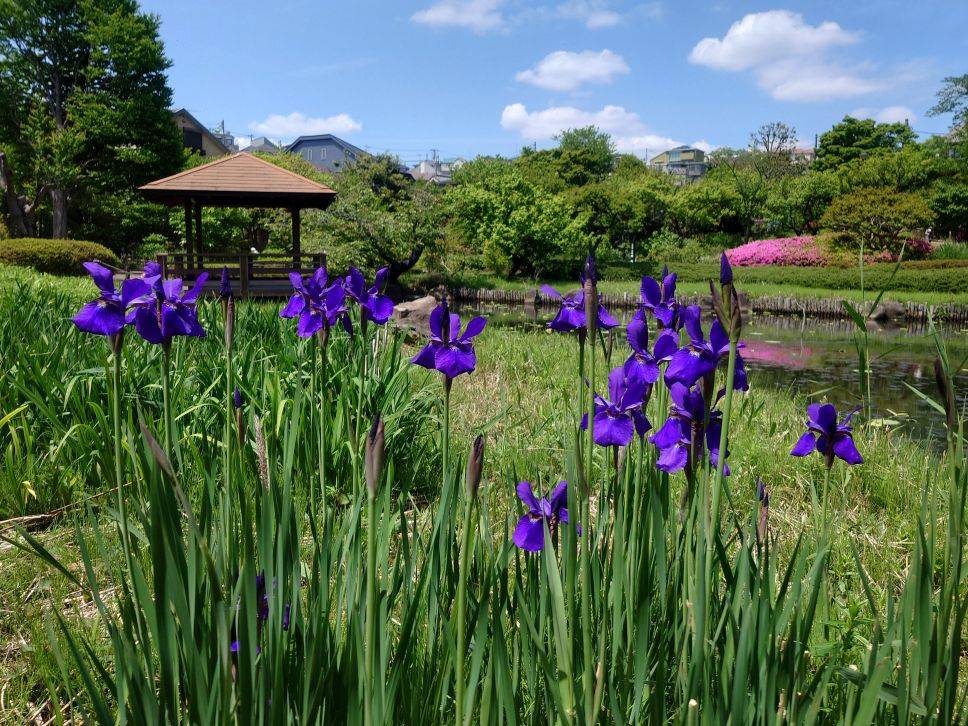 アヤメが咲いていますの写真