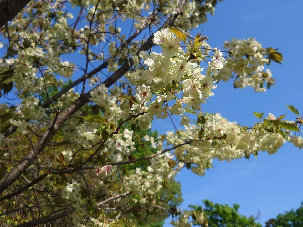 ウコンザクラが咲いていますの写真