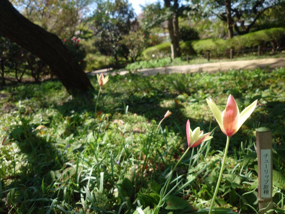 原種系チューリップが咲いていますの写真