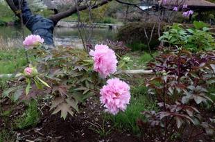 ボタンが咲き始めています