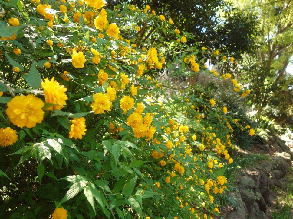 ヤエヤマブキが咲いていますの写真