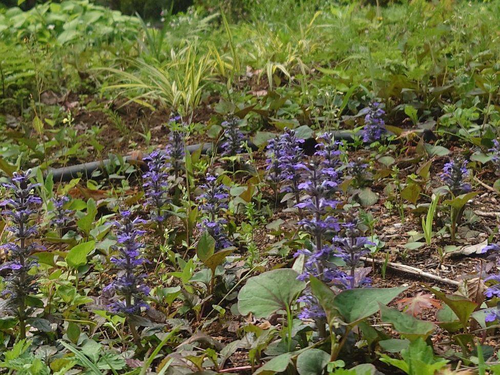 セイヨウジュウニヒトエとクロユリが咲いていますの写真