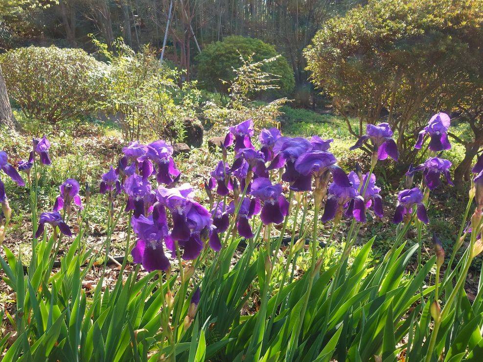 イチハツが咲いていますの写真