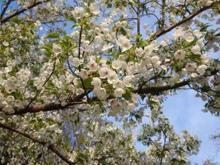 オオシマザクラが咲いています
