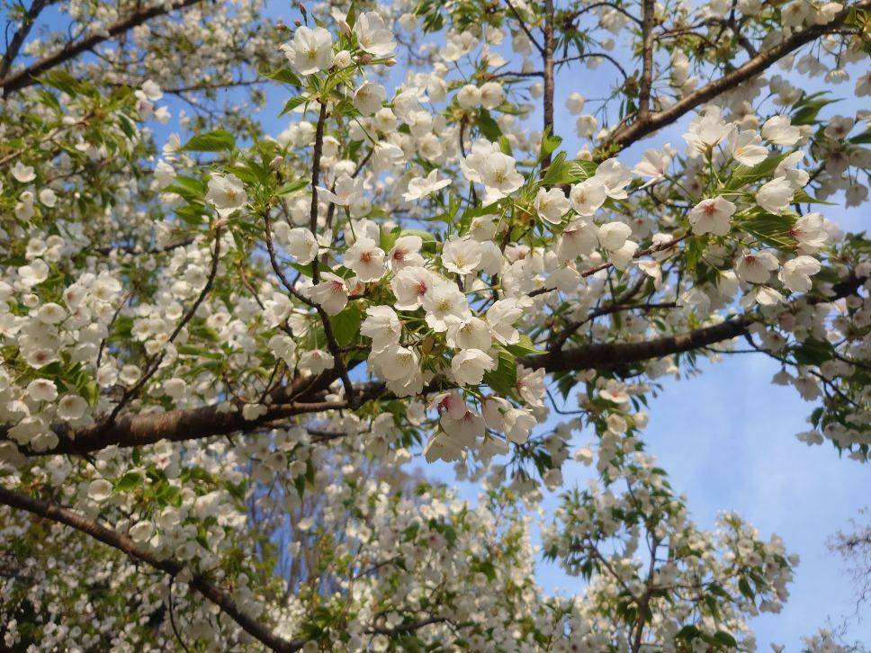 オオシマザクラが咲いていますの写真