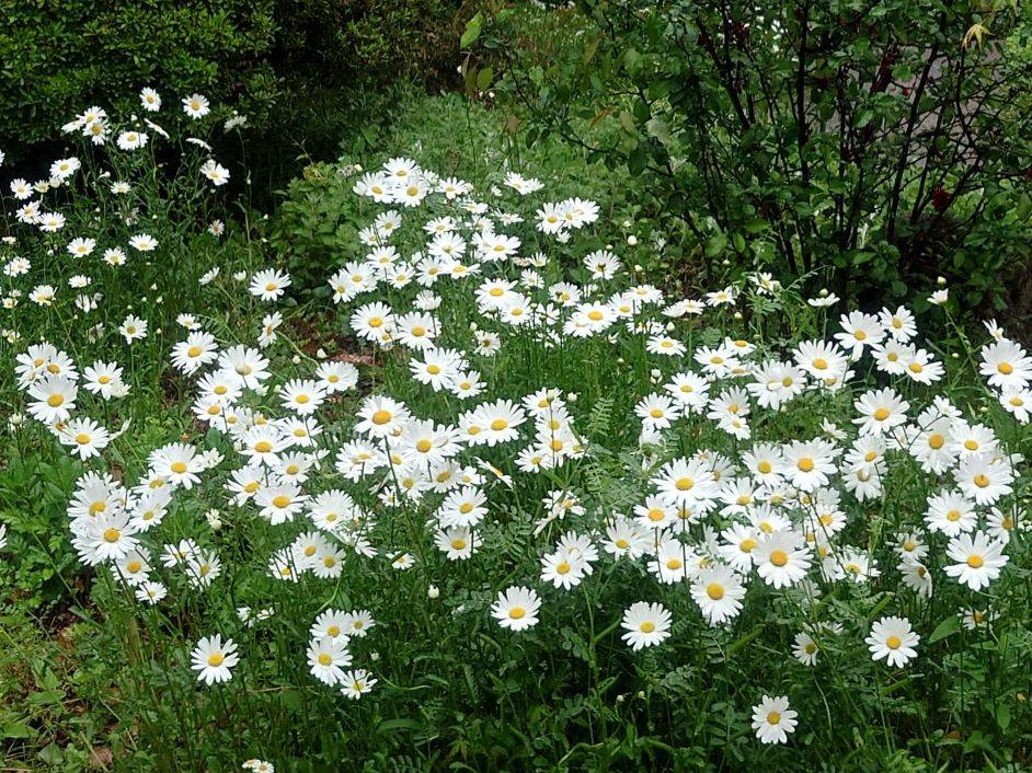 フランスギクが咲いていますの写真