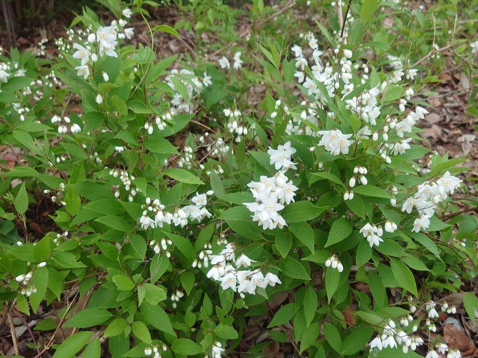 ヒメウツギが咲いていますの写真