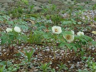 ヤマシャクヤクが咲いています